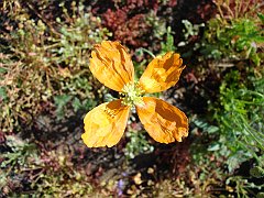 papaver californicum